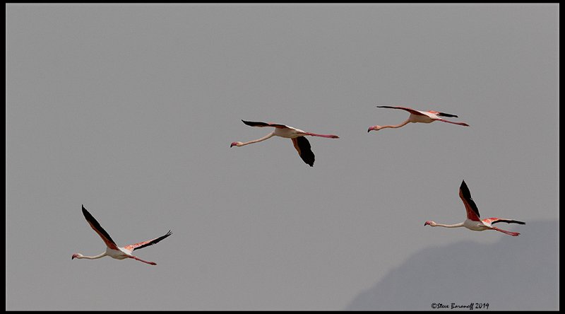 _9SB1074 greater flamingos.jpg